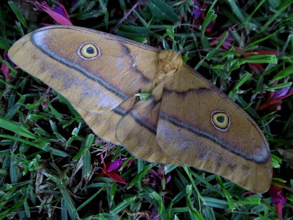 Moth Mopane Moth Imbrasia belina