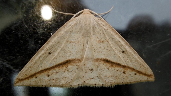 Moth P1020354