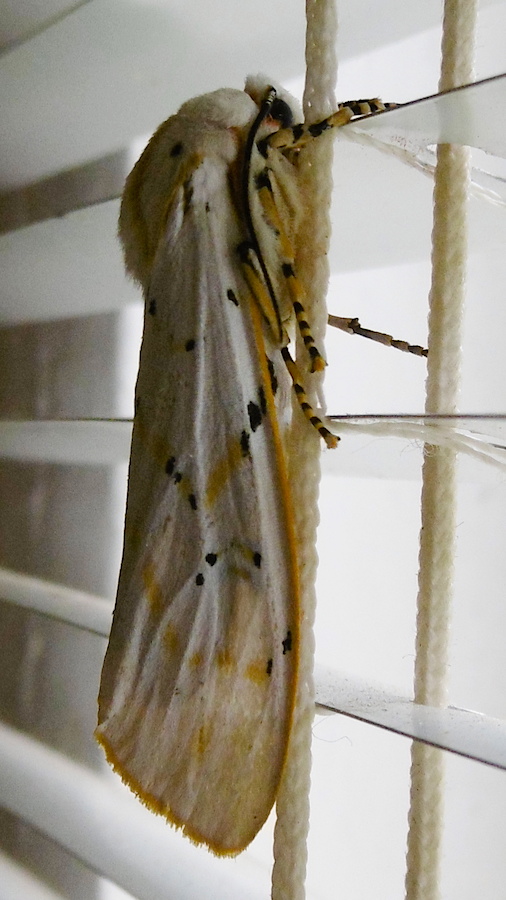 Moth Tri-coloured Tiger Rhodogastria amasis