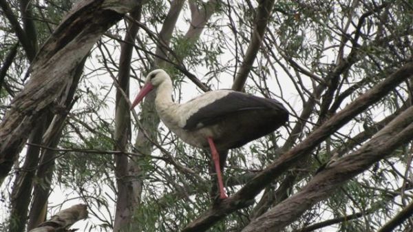White Stork roosting in gum tree.