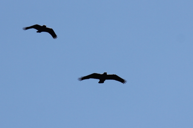 06 Birds Cape Crow IMG_5084